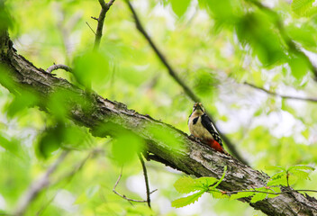 餌を加えたアカゲラ
