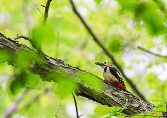 餌を加えたアカゲラ
