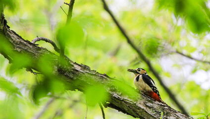 餌を加えたアカゲラ