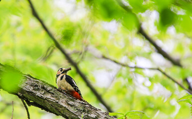 餌を加えたアカゲラ