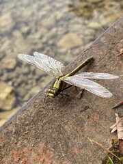 dragonfly on a branch