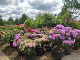 Plants in pots in a row on sale at the big garden center. Garden shop. Sale of a variety of plants, trees and flowers