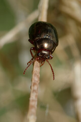 Leaf beetle (Chrysolina bankii) on a stalk