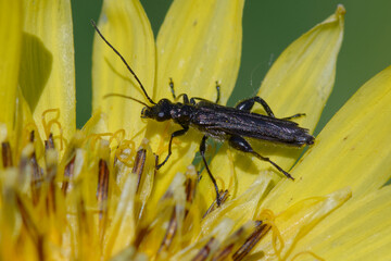 Beetle (Oedemera atrata) on a flower