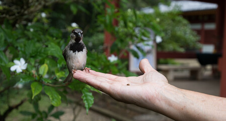 Bird on the Hand 