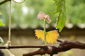 росяное утро