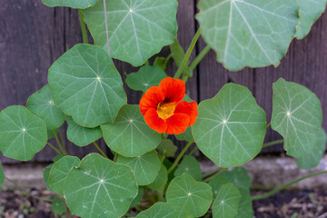 The garden nasturtium (Tropaeolum majus) flowering in the garden. The plant is also known as nasturtium, Indian cress or monks cress.