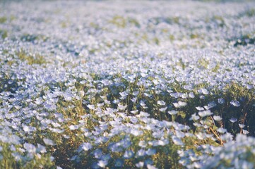 field of lavender