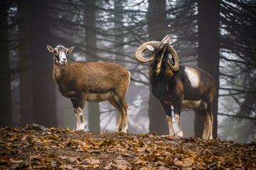 European mouflon in a forest - obrazy, fototapety, plakaty