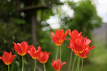 Bright sunny colorful tulips at garden