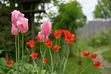 Bright sunny colorful tulips at garden