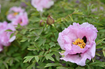 Open peony Buds. Pink peonies in the garden