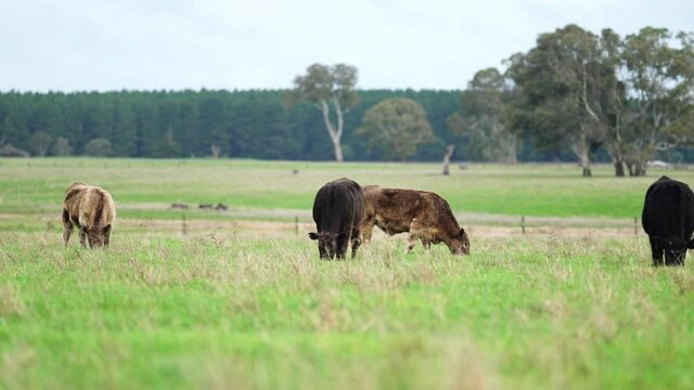 Beautiful Steers grazing on healthy grass.