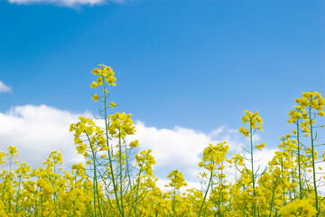 Yellow rapes flowers and blue sky with clouds