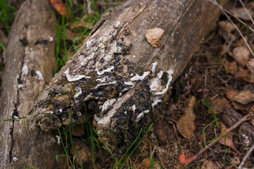 Soft focused close up shot of broken tree branch or trunk with burl, burr, bur, parasite mushrooms