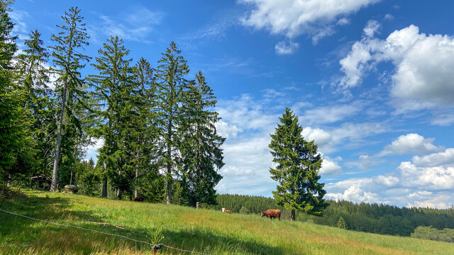 H&uuml;nersedelturm im Schwarzwald