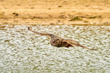 Wild Eagle Owl, the bird of prey flies with spread wings over a green lake. Looking for prey in the water. Sandy beach with grass in the background