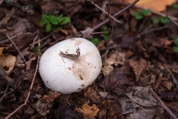 White champignon in autumn forest among dry leaves. Seasonal mushrooms hunting, fall nature, healthy organic food concept.