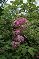 日本の岡山県新見市の大佐山の美しい風景