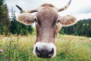 Cute close-up portrait of a head of curious cow on a pasture at green summer mountain hills.