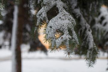 Fir tree branches covered with snow at winter day.