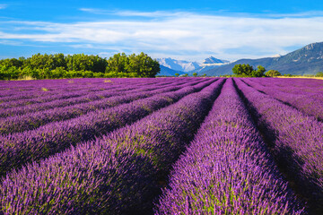 Flowery landscape with beautiful lavender bushes in Provence, Valensole, France