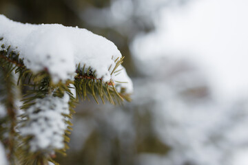 Fir tree branches covered with snow at winter day. Close up, copy space.