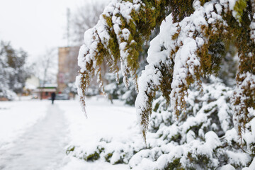Thuja branches covered with snow at winter day. Close up