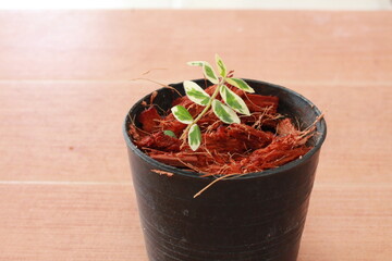 seedlings in a pot