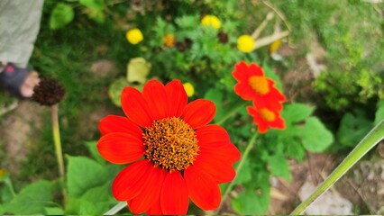 flowers in the garden