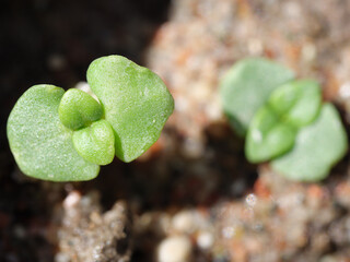 Small sprout of basil, top view.