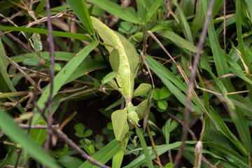 Walking Leaf - Genus Cryptophyllium, family Phylliidae