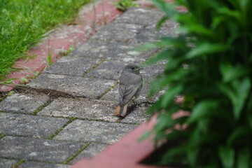 Rotschwänzchen