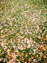 Autumn Leaves on The Ground