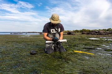 Scientist collecting a sediment core to asses carbon sequestration rates in the sediment of a tidal...