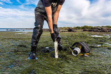 Scientist collecting a sediment core to asses carbon sequestration rates in the sediment of a tidal...