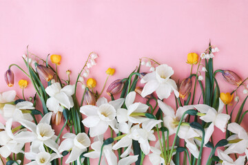 Spring blossoming daffodils and tulip flowers on light pink background, pastel and soft springtime floral card	