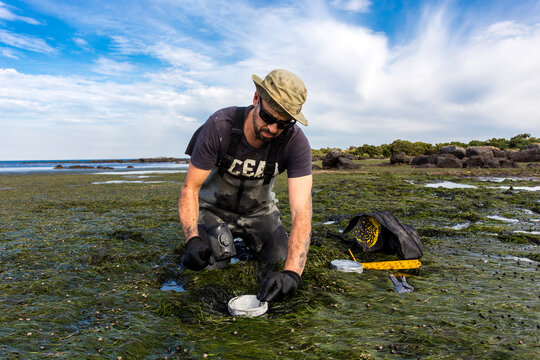 Scientist collecting a sediment core to asses carbon sequestration rates in the sediment of a tidal seagrass bed.