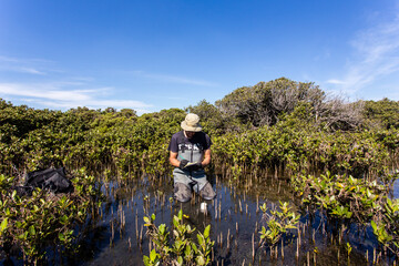 Scientist collecting a sediment core to asses carbon sequestration rates in the sediment of mangroves.