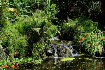 Ecuador Quito - Quito Botanical Garden pond with flowers and plants - obrazy, fototapety, plakaty