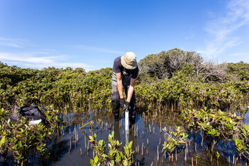 Scientist collecting a sediment core to asses carbon sequestration rates in the sediment of mangroves.