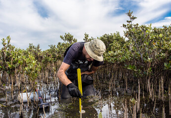 Scientist collecting a sediment core to asses carbon sequestration rates in the sediment of...