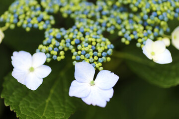 白いガクアジサイの花　クローズアップ