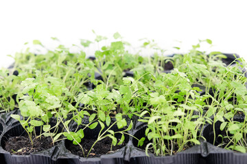 Small seedlings of parsley. Seedlings in jars. Growing from seeds. Plant shoots.