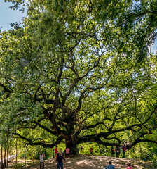 Fototapeta na wymiar Visitors at the famous Witches' Oak, Quercia delle Streghe, secular tree in the province of Lucca, Italy