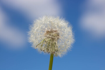 White fluffy dandelion with seeds on the background of blurred clouds and blue sky