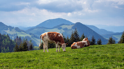 Fototapeta na wymiar Junge Ochsen auf einer Weide im Almenland, Sommeralm, in der Steiermark, Österreich - Almo