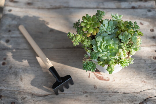 Set of mixed succulents and other Echeveria in different types in white pot with Small rake on the wooden table in the garden on nature background,top view - Powered by Adobe