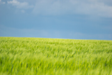 Fototapeta na wymiar Spikelets of wheat on the field close up