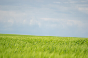 Fototapeta na wymiar Spikelets of wheat on the field close up